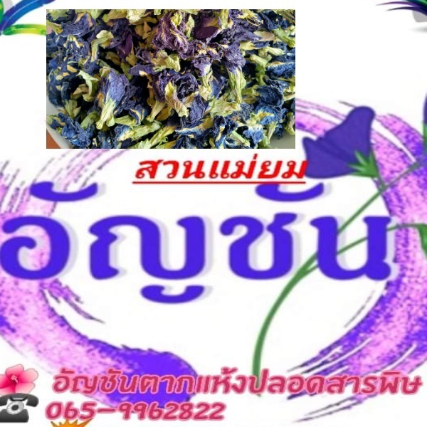 ดอกอัญชันตากแห้ง สุโขทัย | สวนแม่ยม -  สุโขทัย