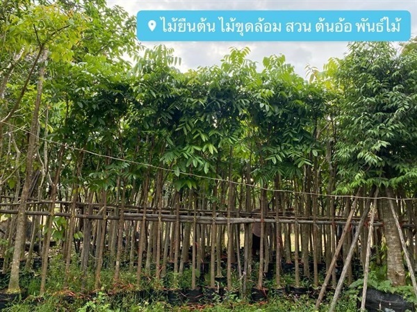 มะฮอกกานี 2” | สวนต้นอ้อ พันธุ์ไม้ - แก่งคอย สระบุรี