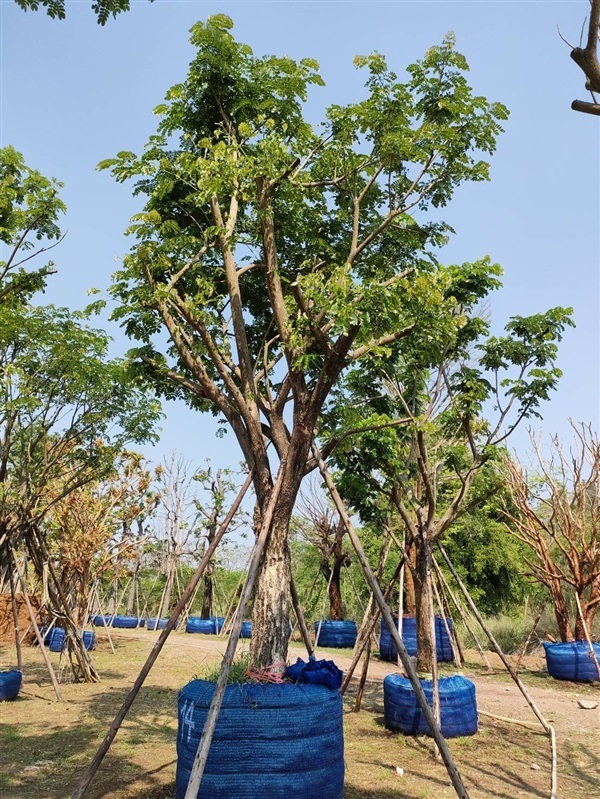 จามจุรี 14” | สวนต้นอ้อ พันธุ์ไม้ - แก่งคอย สระบุรี