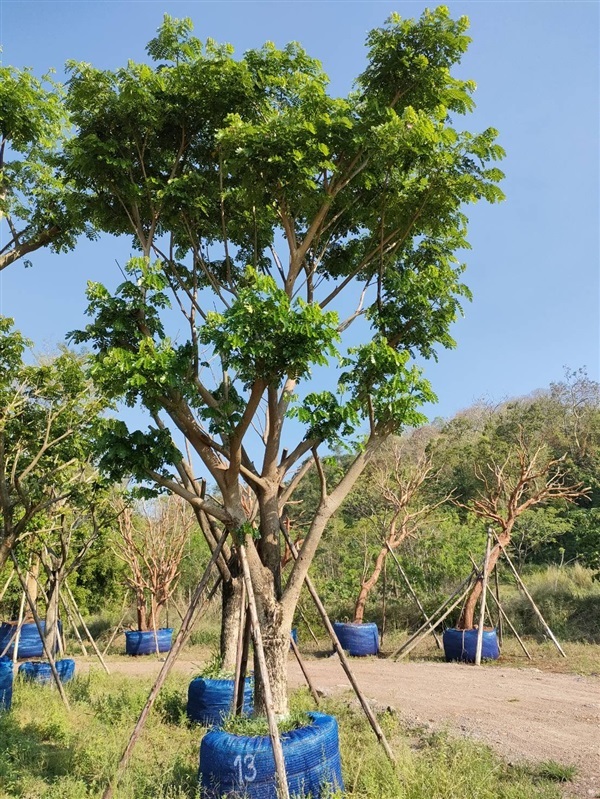 จามจุรี 13” | สวนต้นอ้อ พันธุ์ไม้ - แก่งคอย สระบุรี