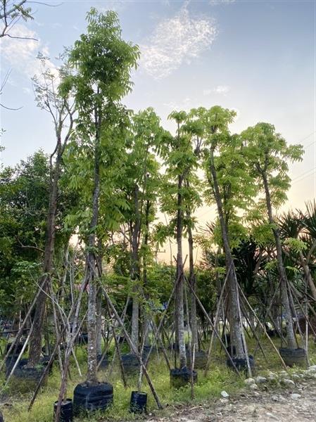 มะฮอกกานี 6”7” | สวนต้นอ้อ พันธุ์ไม้ - แก่งคอย สระบุรี