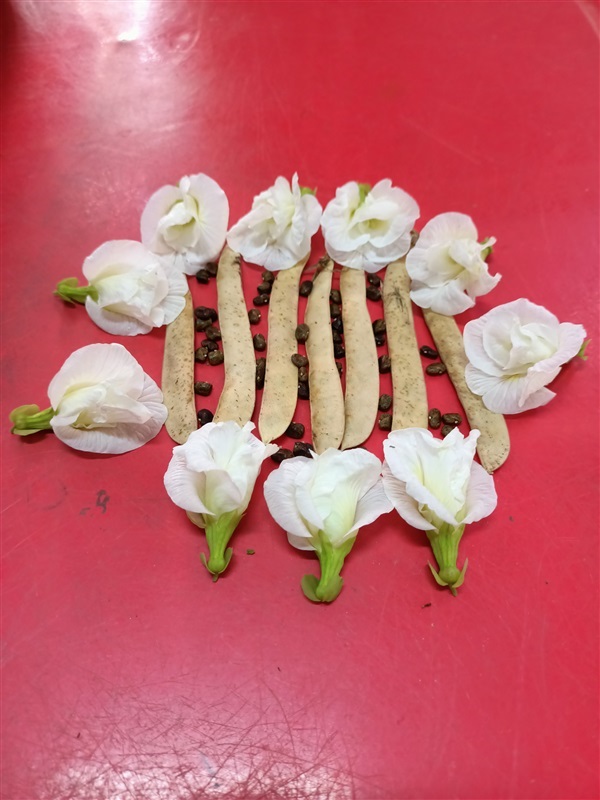 เมล็ดอัญชันดอกสีขาว | สวนหทัยทิพย์ - วัดโบสถ์ พิษณุโลก
