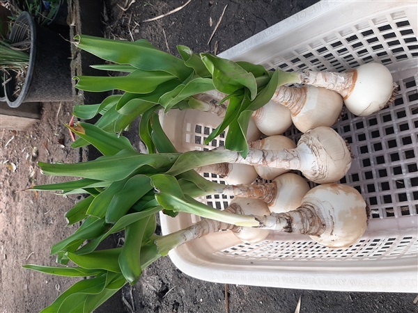 ว่านแร้งคอดำ Crinum latifolium Linn. ความเป็นมงคล เป็นว่านคง | สวนศรีชาวนา - เมืองปราจีนบุรี ปราจีนบุรี