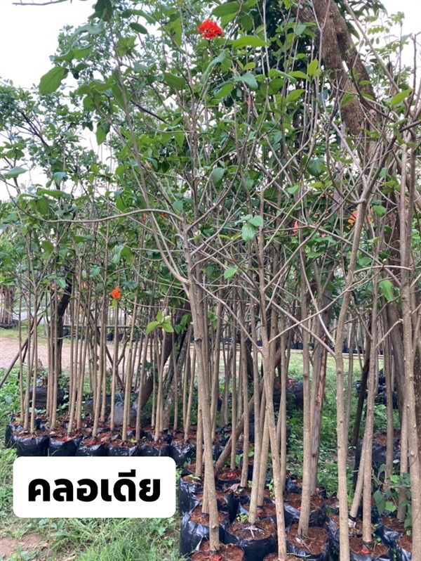 ต้นคลอเดีย | สวน ทับทิม การ์เด้นท์ - แก่งคอย สระบุรี