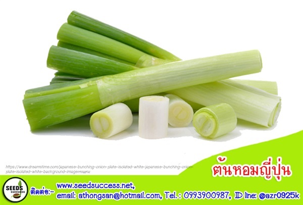 ต้นหอมญี่ปุ่น (Bunching onion)