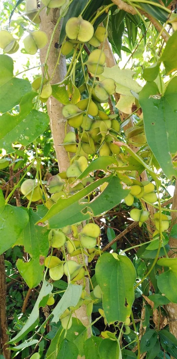 เมล็ดพันธ์มันป่า มันอิเดาะ มันฮาก มันฮึบ