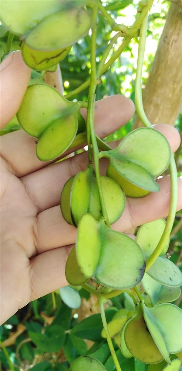 เมล็ดพันธ์มันป่า มันอิเดาะ มันฮาก มันฮึบ | เมล็ดพันธุ์ดี เกษตรวิถีไทย - เมืองระยอง ระยอง