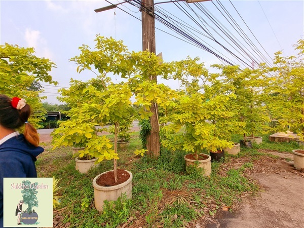 ชะแมบทอง/ทองนพเก้า | สวนสุขโขไม้ดอกไม้ประดับ - ประจันตคาม ปราจีนบุรี