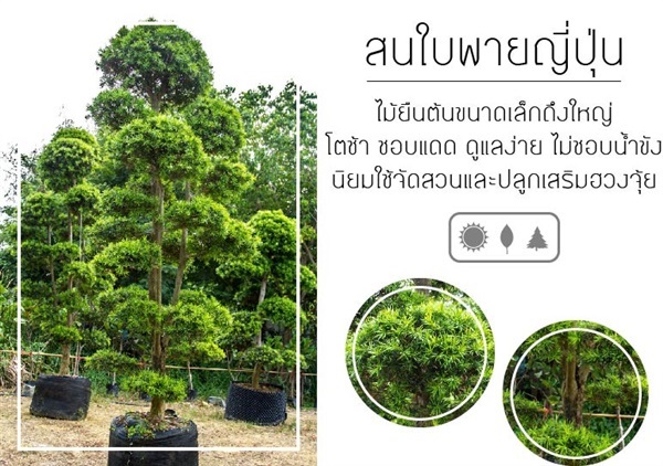 สนใบพายญี่ปุ่่น | บริษัท กิมการ์เด้นโฮลดิ้ง จำกัด (สำนักงานใหญ่) - บางใหญ่ นนทบุรี