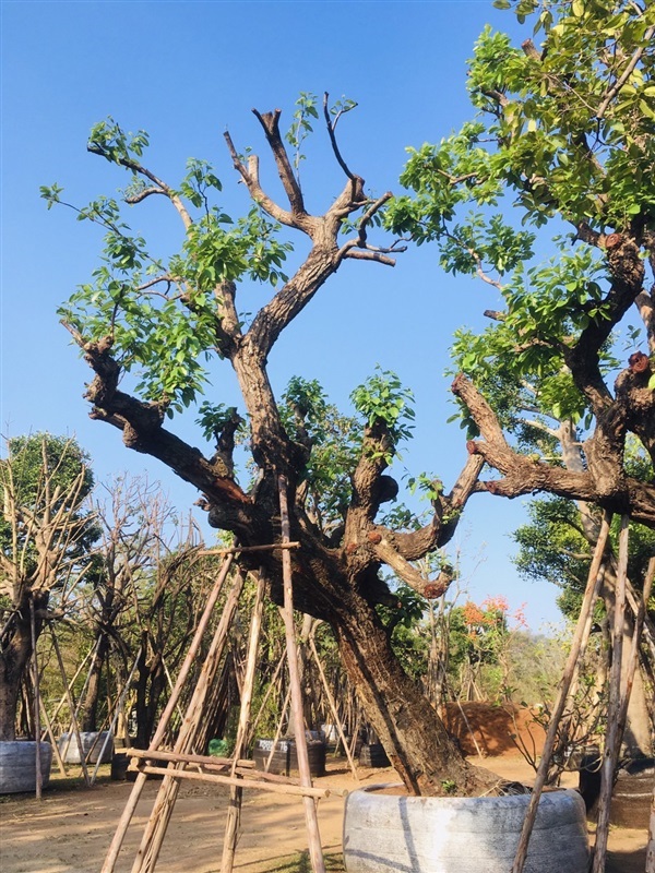 ต้นพยอม | สวนพี&เอ็มเจริญทรัพย์พันธ์ุไม้ - แก่งคอย สระบุรี