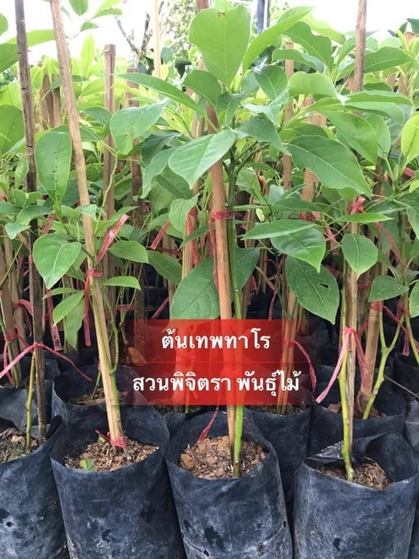 ต้นเทพทาโร | สวนพิจิตรา พันธุ์ไม้ (ปราจีนบุรี) - เมืองปราจีนบุรี ปราจีนบุรี