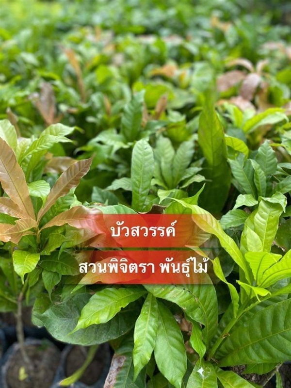 ต้นบัวสวรรค์ | สวนพิจิตรา พันธุ์ไม้ (ปราจีนบุรี) - เมืองปราจีนบุรี ปราจีนบุรี