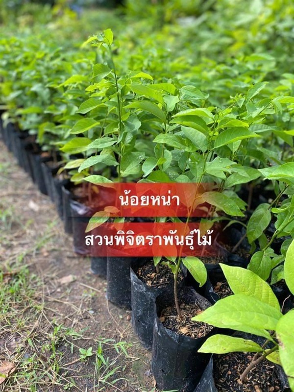 น้อยหน่าหนัง | สวนพิจิตรา พันธุ์ไม้ (ปราจีนบุรี) - เมืองปราจีนบุรี ปราจีนบุรี