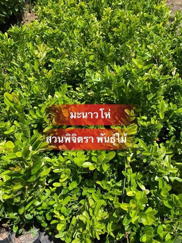 ต้นมะม่วงหาว มะนาวโห่ | สวนพิจิตรา พันธุ์ไม้ (ปราจีนบุรี) - เมืองปราจีนบุรี ปราจีนบุรี