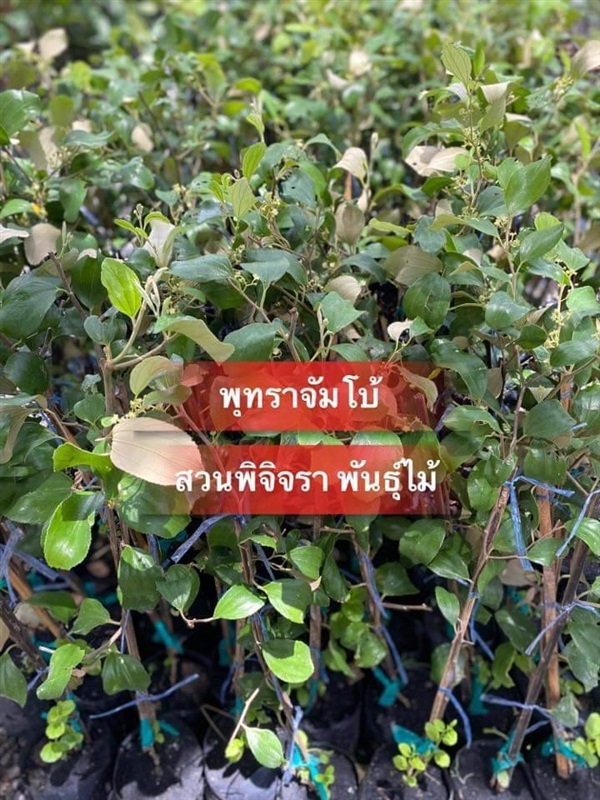 พุดทราจัมโบ้ | สวนพิจิตรา พันธุ์ไม้ (ปราจีนบุรี) - เมืองปราจีนบุรี ปราจีนบุรี