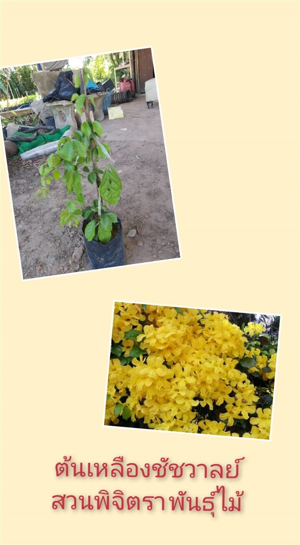 เหลืองชัชวาลย์ | สวนพิจิตรา พันธุ์ไม้ (ปราจีนบุรี) - เมืองปราจีนบุรี ปราจีนบุรี
