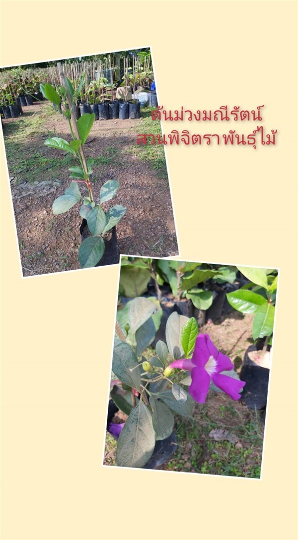 ม่วงมณีรัตน์