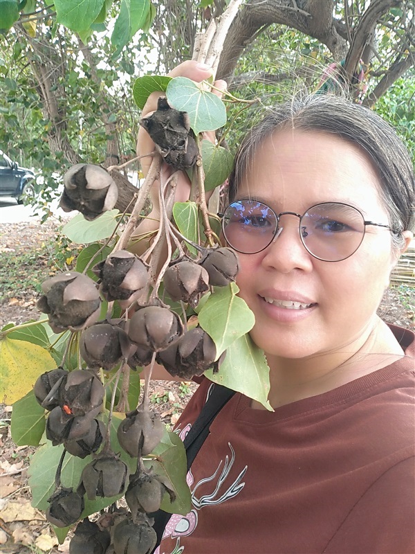 ขายเมล็ดพันธุ์โพธิ์ทะเล