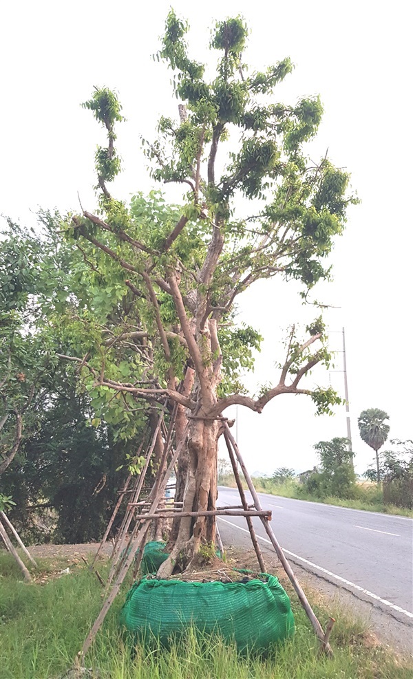 ต้นชุมแสง | วิมล พันธุ์ไม้ - บางมูลนาก พิจิตร