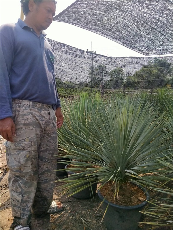 ยุคค่า (Yucca Rostrata) | สวนบุญชูใจ -  นครนายก