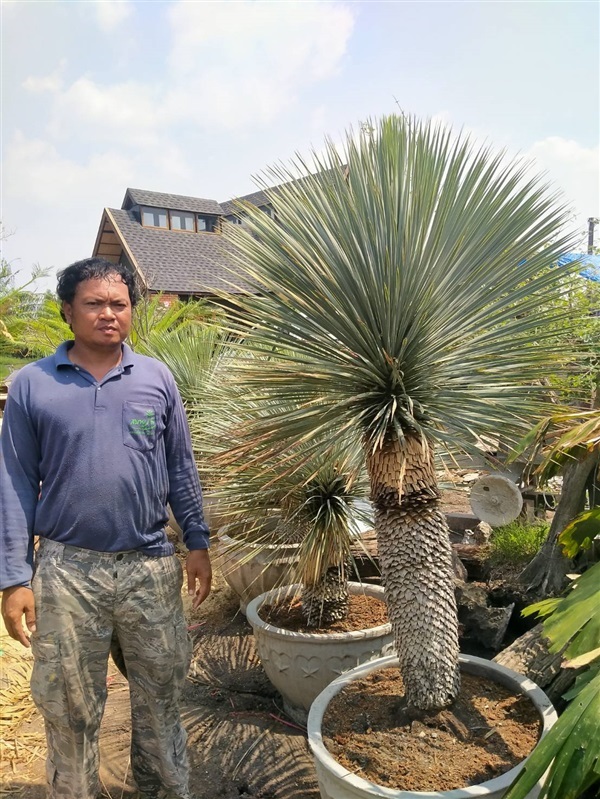 ยุคค่า (Yucca Rostrata) | สวนบุญชูใจ -  นครนายก