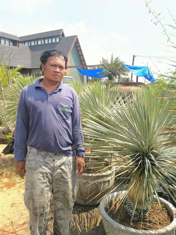 ยุคค่า (Yucca Rostrata)