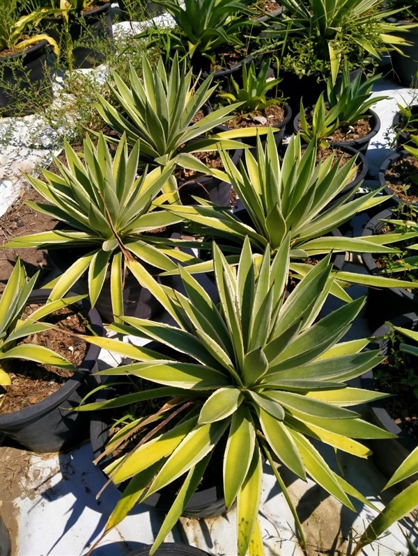 อากาเว่ดาวกระจาย (Agave Angustifolia) | สวนบุญชูใจ -  นครนายก