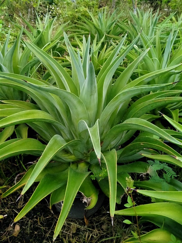 อากาเว่ ปากนกแก้ว (Agave Attennuata) | สวนบุญชูใจ -  นครนายก