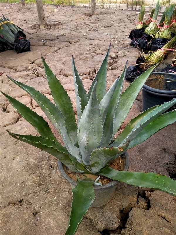 อากาเว่ อเมริกาน่า (Agave Americana) | สวนบุญชูใจ -  นครนายก