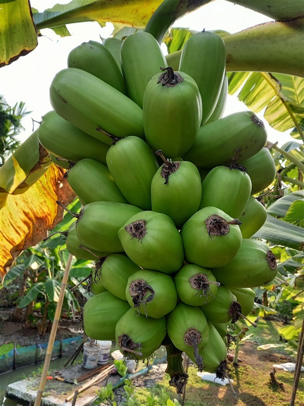กล้วย ฮัวเมา (Huamoa) | นานาพันธุ์กล้วย - บ้านแพ้ว สมุทรสาคร