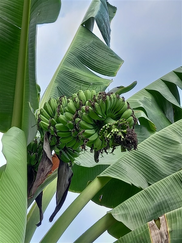 กล้วย Pitogo | นานาพันธุ์กล้วย - บ้านแพ้ว สมุทรสาคร