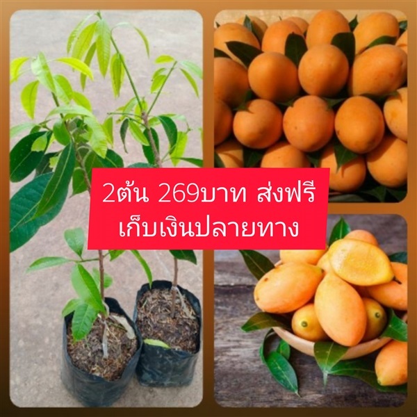 ต้นมะยงชิด ชุดละ2ต้น | เมล็ดพันธุ์การเกษตร - สีชมพู ขอนแก่น