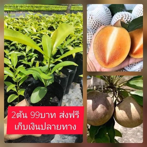 ต้นละมุดยักษ์เวียดนาม ชุดละ2ต้น | เมล็ดพันธุ์การเกษตร - สีชมพู ขอนแก่น