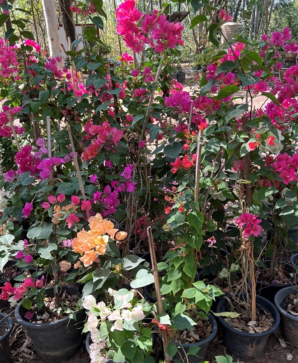 เฟื่องฟ้า Bougainvillea ไม้ยืนต้น ไม้มงคล