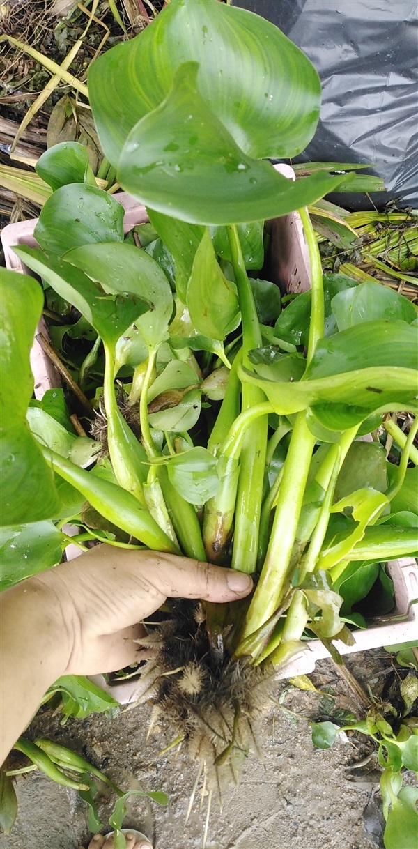 ผักตบชวา | เมล็ดพันธุ์ดี เกษตรวิถีไทย - เมืองระยอง ระยอง