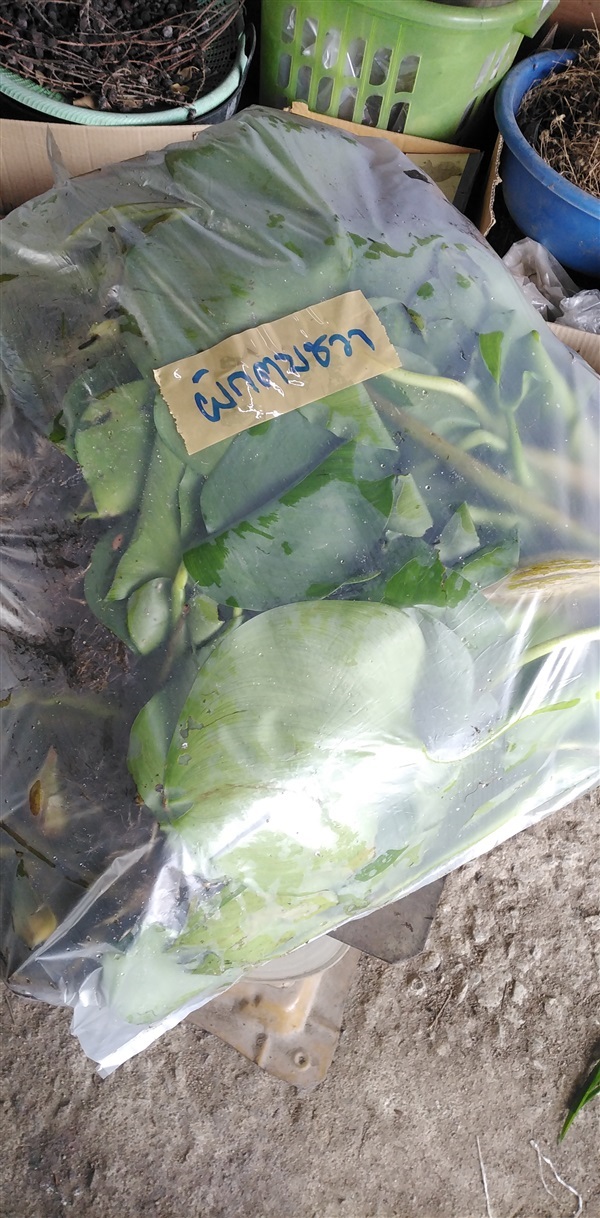 ผักตบชวา | เมล็ดพันธุ์ดี เกษตรวิถีไทย - เมืองระยอง ระยอง