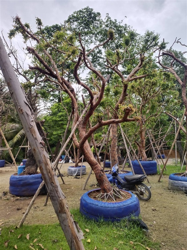 เสม็ดแดงเอน 11” | สวนต้นอ้อ พันธุ์ไม้ - แก่งคอย สระบุรี