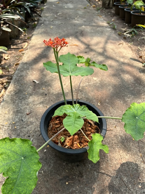 หนุมานนั่งแท่น Buddha belly plant ไม้ประดับ