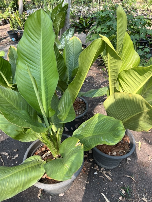 เศรษฐีวิลสัน Dumb Cane Plants ไม้ล้มลุก ไม้ประดับ