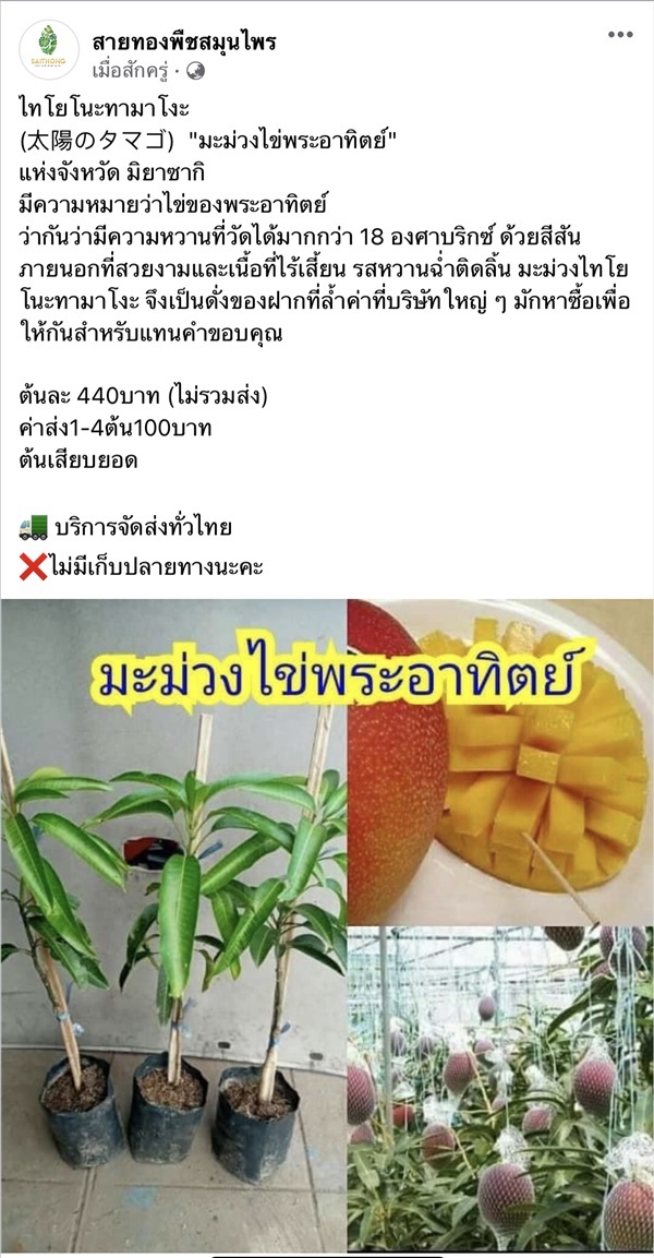 ไทโยโนะทามาโงะ  "มะม่วงไข่พระอาทิตย์" | สายทองพืชสมุนไพร - บางพลี สมุทรปราการ