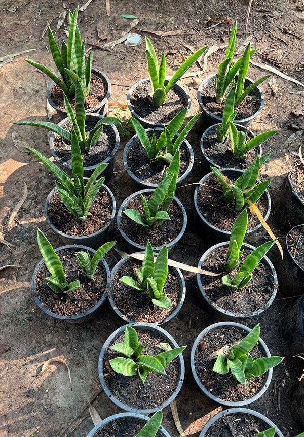 ลิ้นมังกร snake plant ไม้ล้มลุก