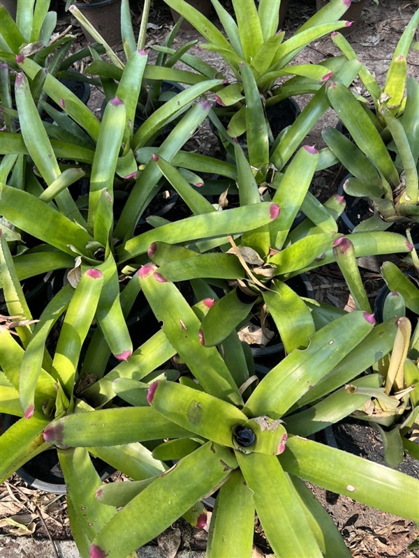 สับปะรดสี bromeliad plant ไม้ประดับ