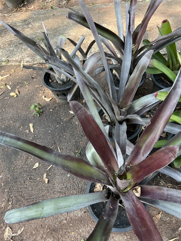 สับปะรดสี bromeliad plant ไม้ประดับ | Alungkarn - เมืองราชบุรี ราชบุรี