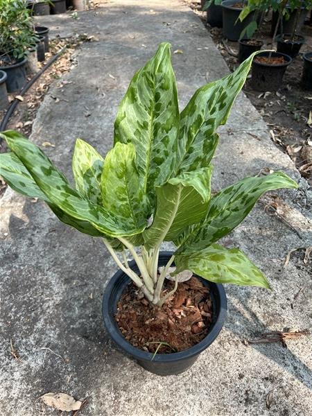 เศรษฐีเรือนทอง , เศรษฐีวิลสันด่าง Dieffenbachia ไม้มงคล