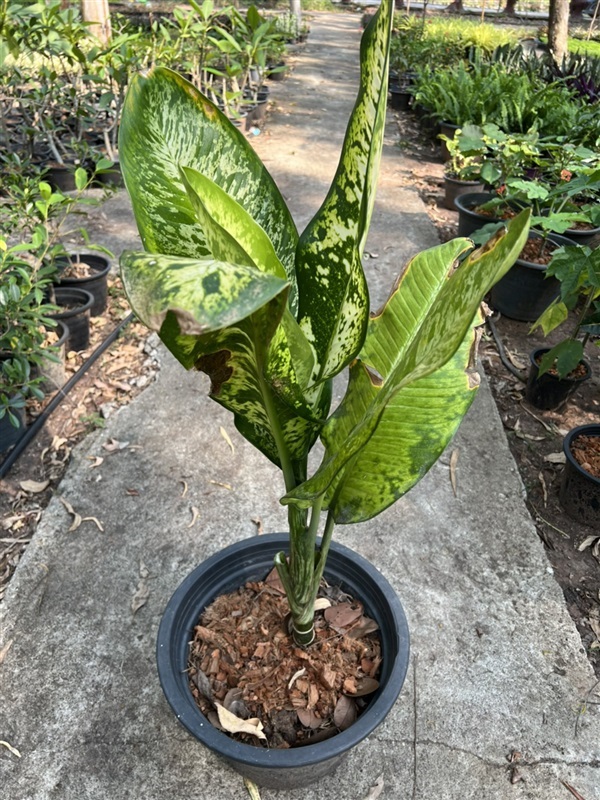 เศรษฐีวิลสันด่าง dumb cane ไม้มงคล ไม้พุ่ม