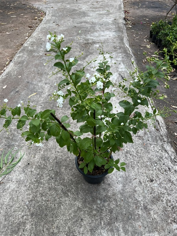 เทียนหยดสีขาว white duranta ไม้พุ่ม มีกลิ่นหอม | Alungkarn - เมืองราชบุรี ราชบุรี