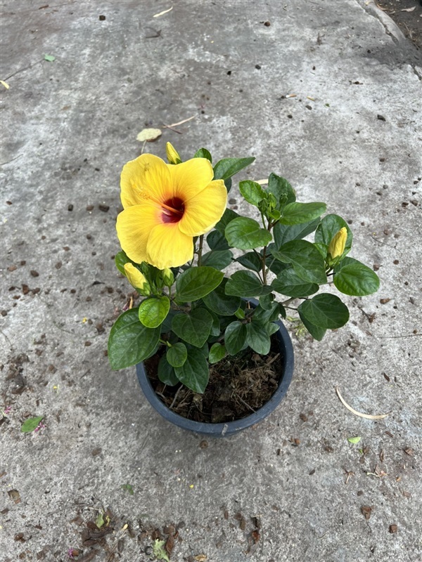 ชบา Hibiscus ไม้พุ่ม | Alungkarn - เมืองราชบุรี ราชบุรี