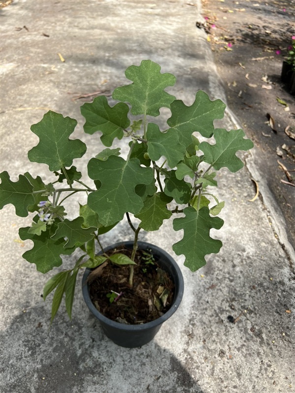มะแว้ง Solanum ไม้พุ่ม | Alungkarn - เมืองราชบุรี ราชบุรี