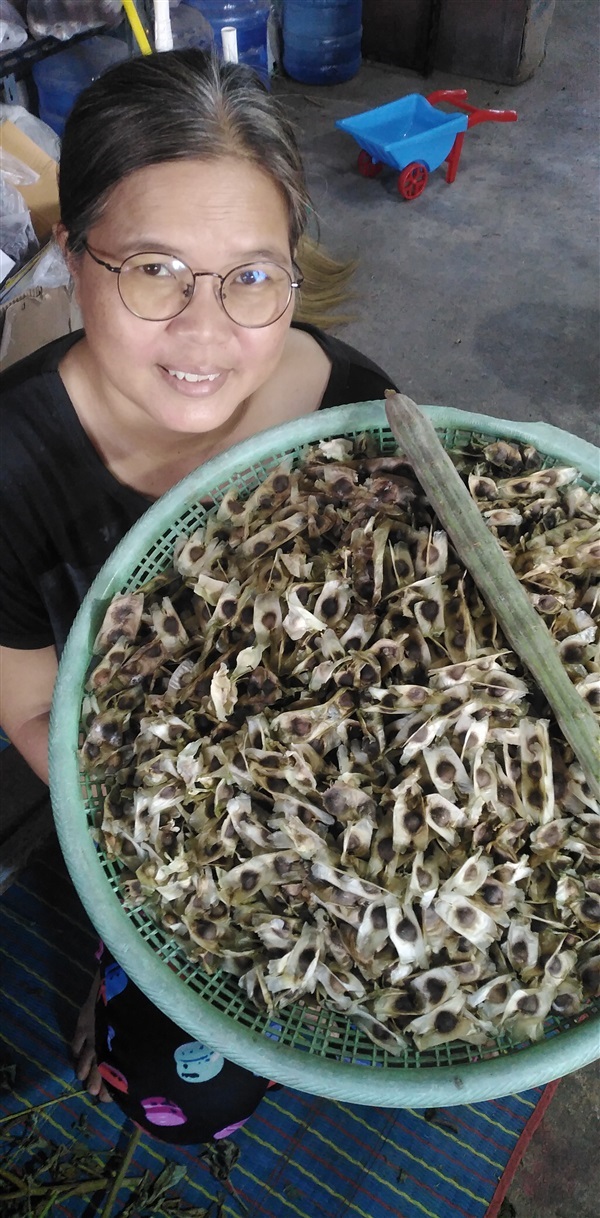 ขายเมล็ดพันธุ์มะรุมยักษ์  ต้นกล้ามะรุมยักษ์ | เมล็ดพันธุ์ดี เกษตรวิถีไทย - เมืองระยอง ระยอง