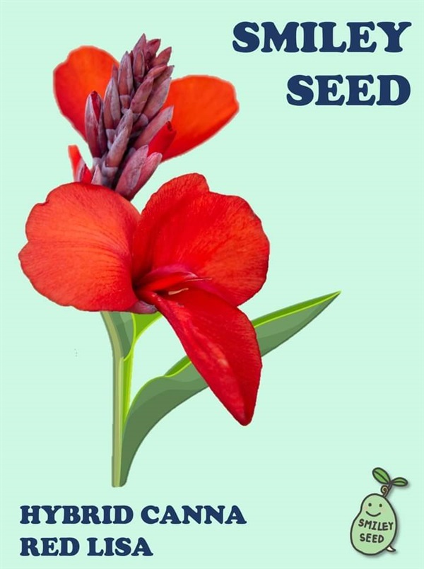 เมล็ดพุทธรักษา F1 : Red Lisa | Smiley Seed - บางเขน กรุงเทพมหานคร